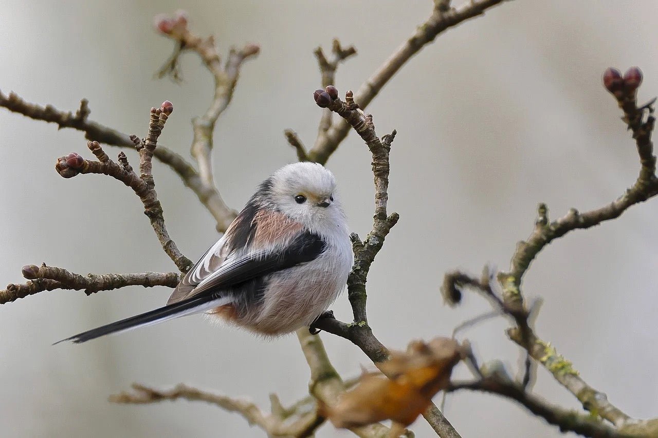 Long Tailed Tit sat on a bare branch