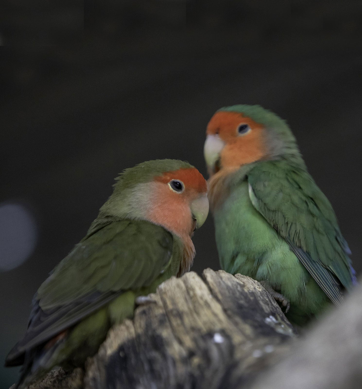 pair of green lovebirds sat on a tree stump