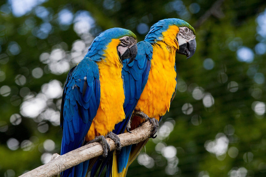 Two macaws perched on a branch