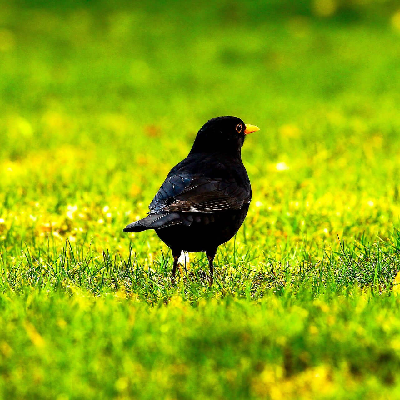 Mealworms for Birds - Natural Nutrition, Done Properly - Haith's UK
