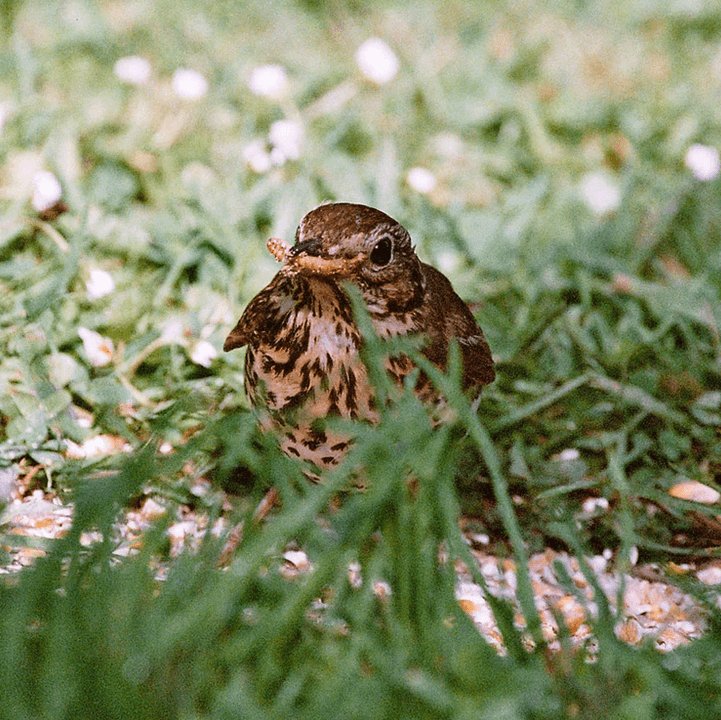 Mealworms for Cage & Aviary Species - Haith's