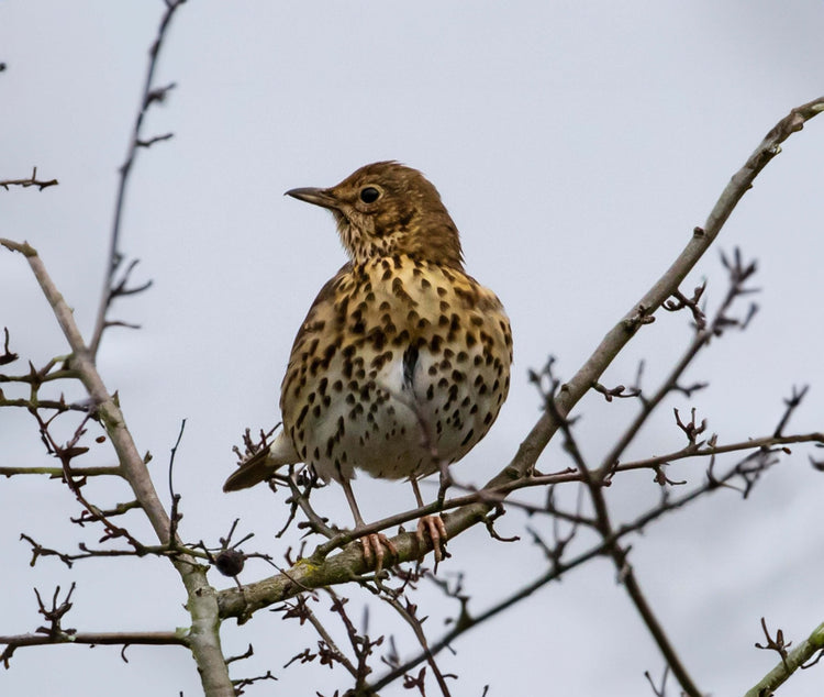 Mistle Thrush Food & Bird Products - Haith's