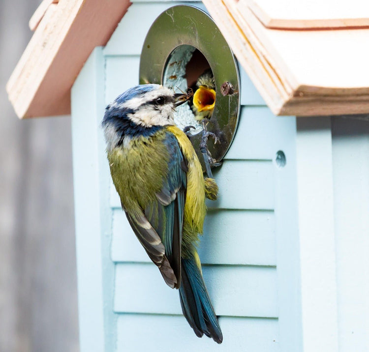 Nest Boxes - Haith's UK