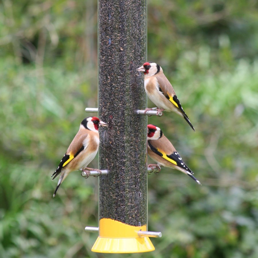 3 goldfinches perched on a niger seed feeder.