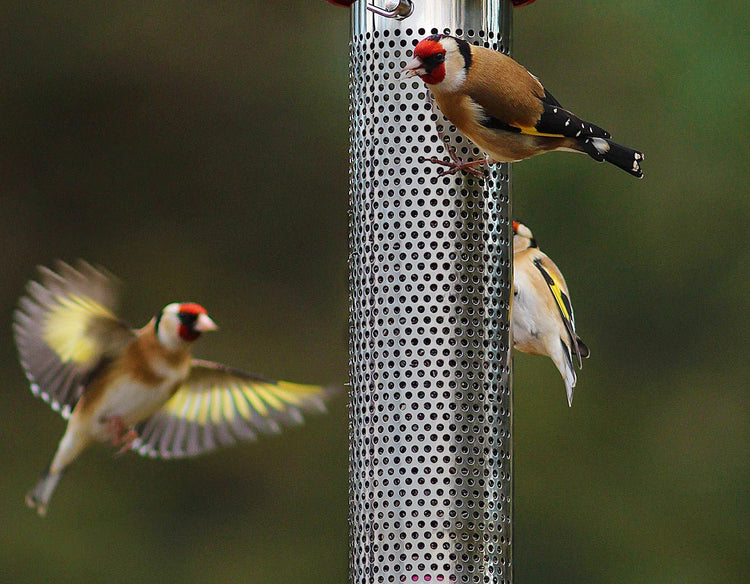 Niger Seed & Goldfinch Feed - Haith's