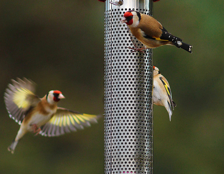 Niger Seed & Goldfinch Feed