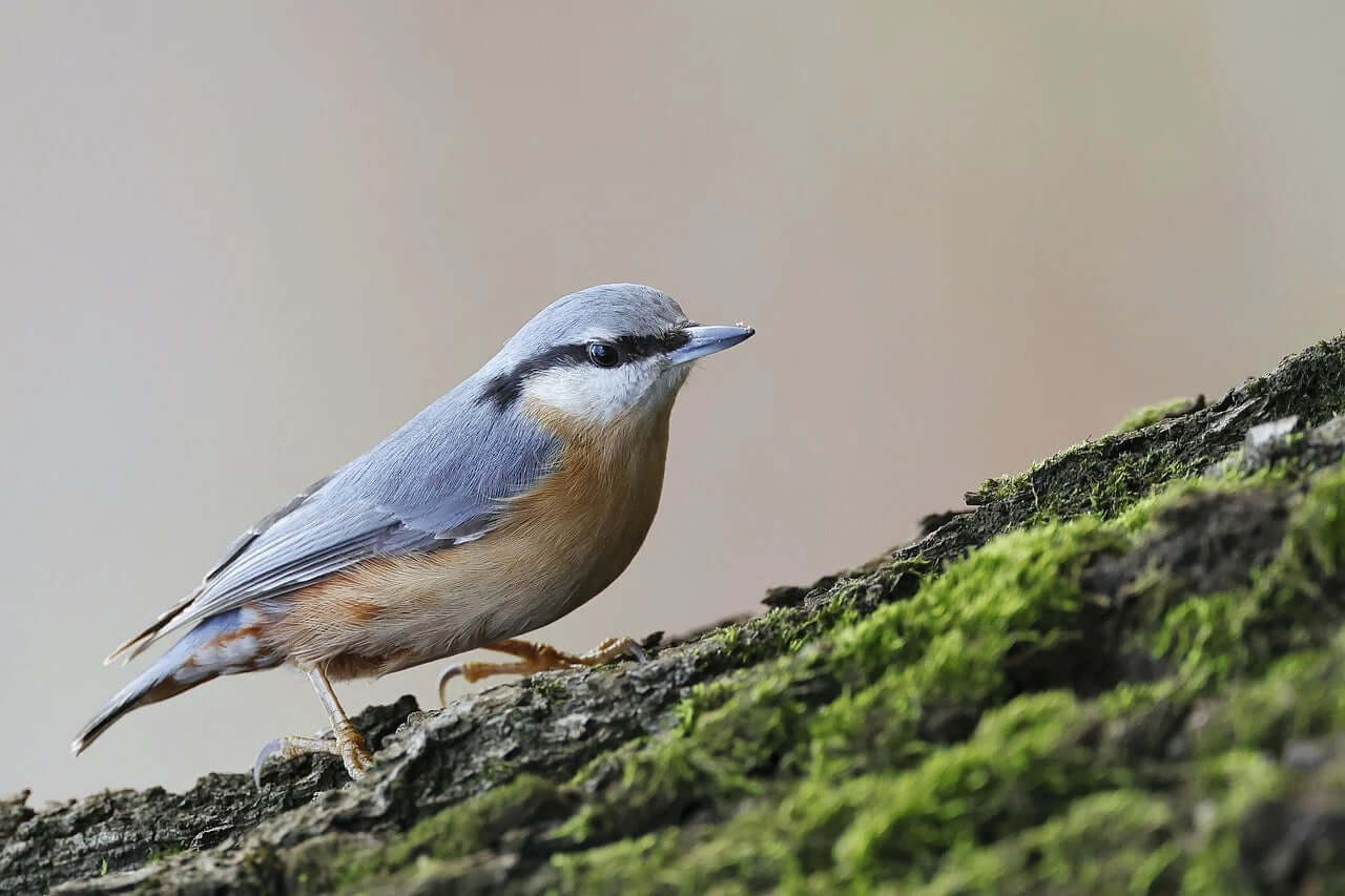 Nuthatch  Haith's on a moss branch