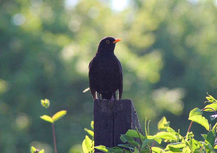 Blackbird sat on a fence