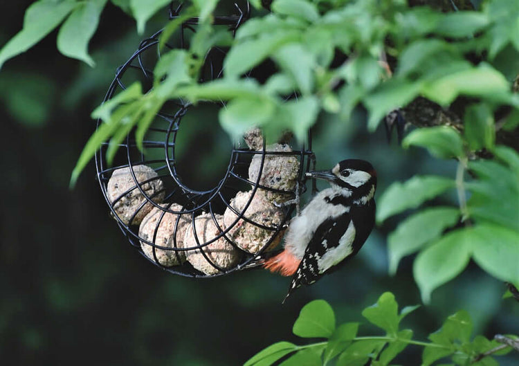 Nutritious Suet Balls - Haith's