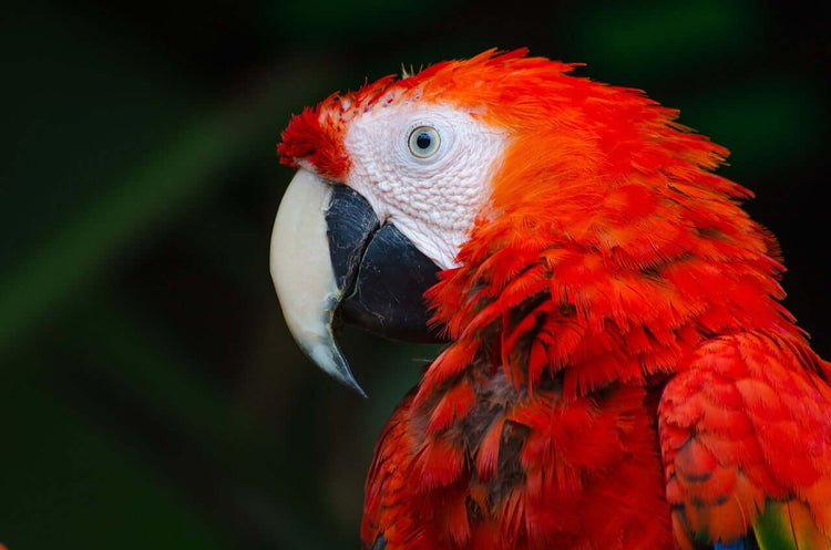 Bright red macaw with large curved beak. 