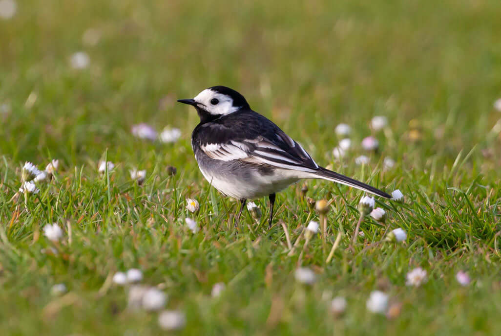 Pied Wagtail forgaging for food on the grass with daises