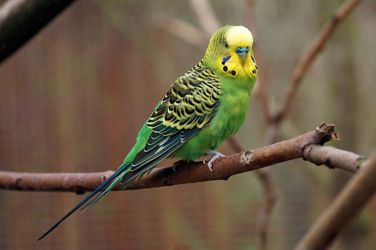 Green and yellow budgie perched on a branch. 