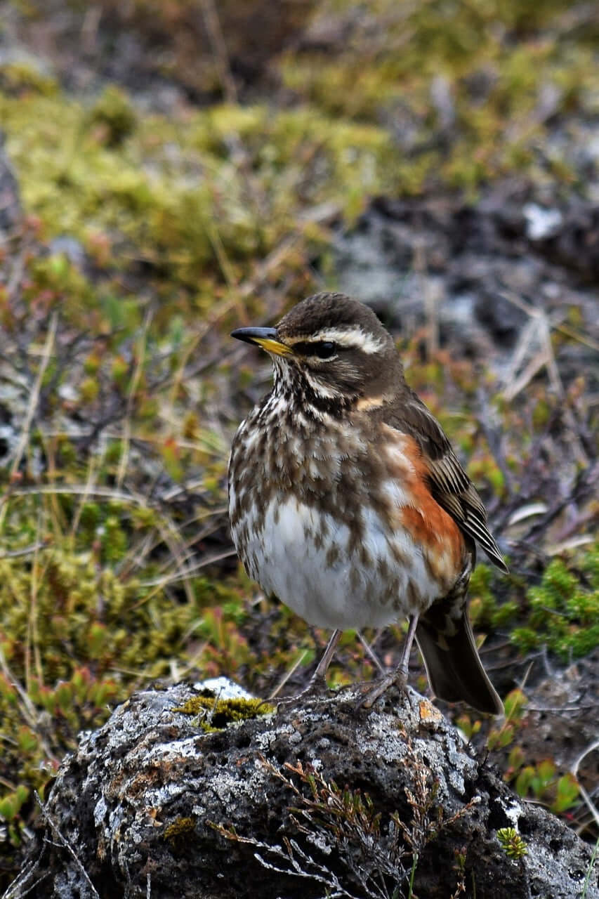 Redwings will eat Prosecto and Golden Chorus.