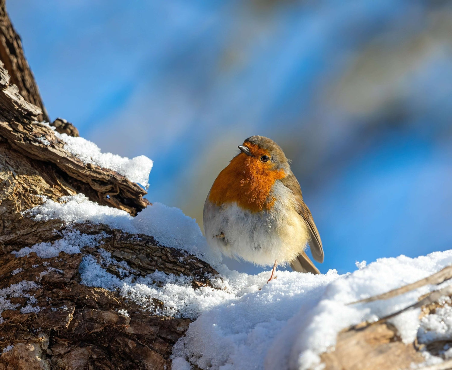 Robin sat in the snow