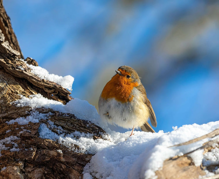 Robin sat in the snow