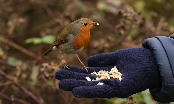Robin stood on a glove feeding from a hand. 