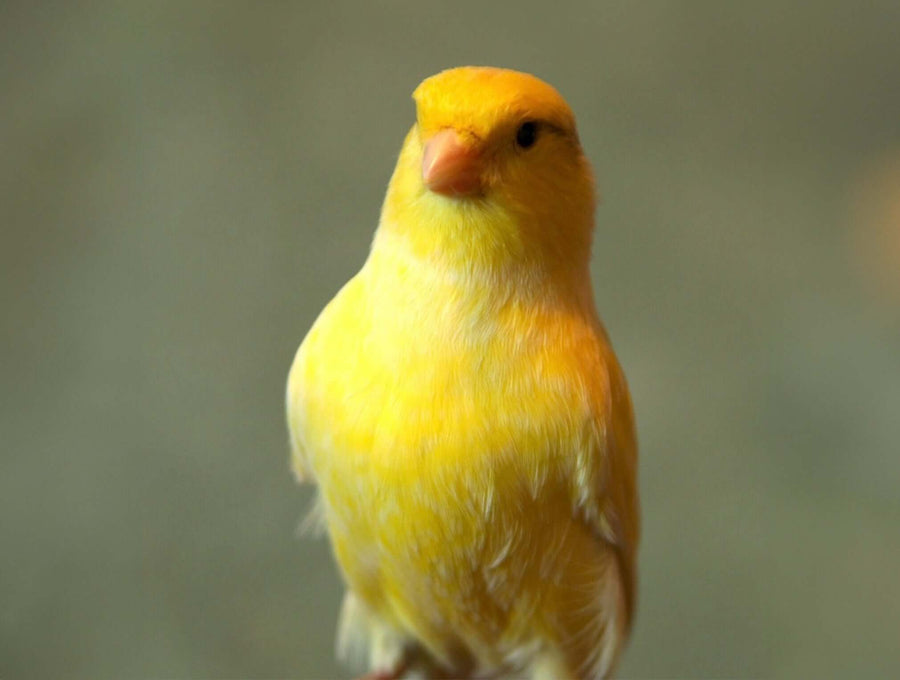 Roller canary representing the roller canary food collection