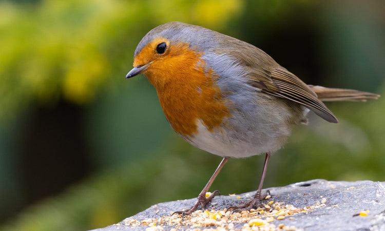 Robin next to bird seed 