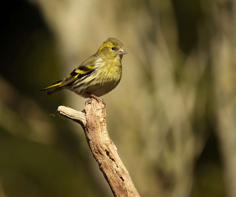 Siskin perched on a branch