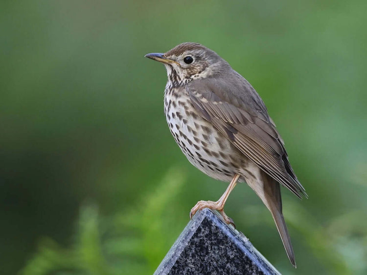 Song Thrush Food & Bird Essentials - Haith's