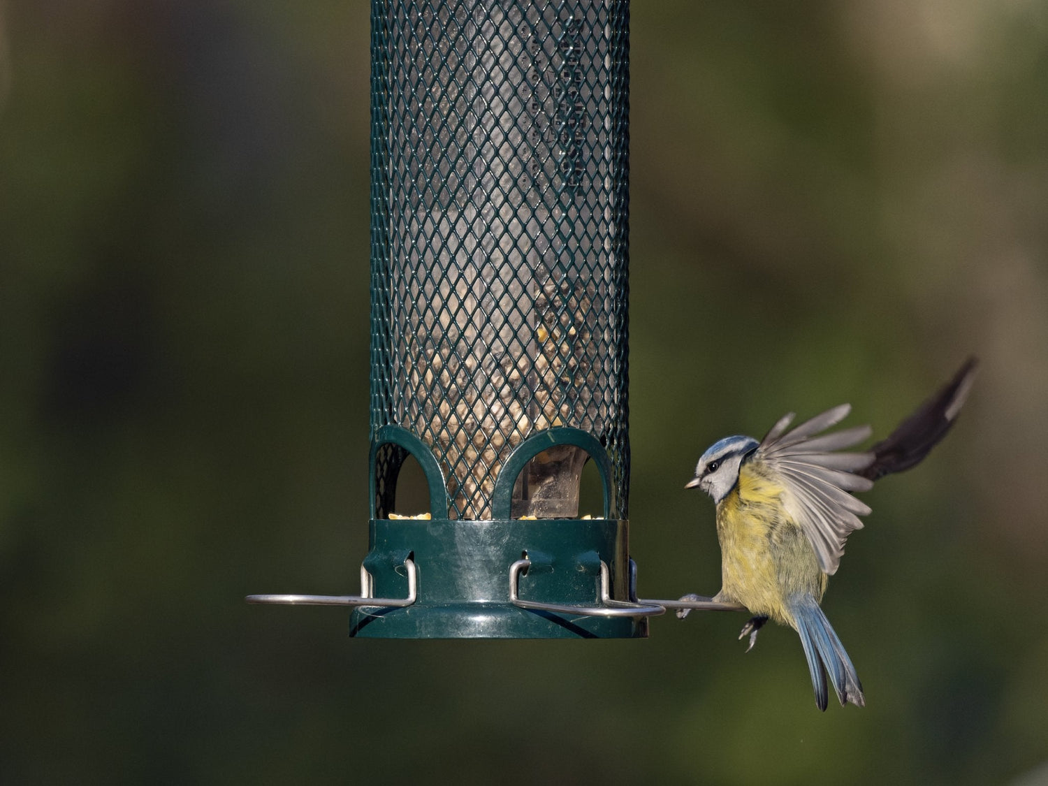 Blue tit flying on to a squirrel proof bird feeder.