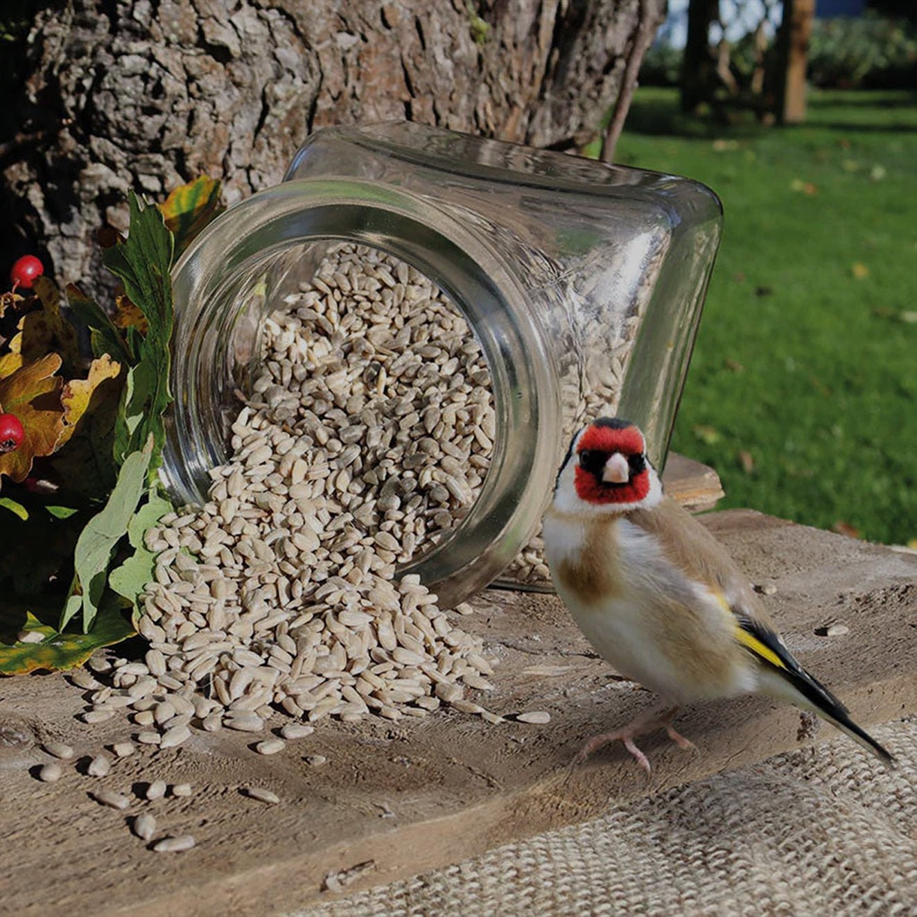 Goldfinch next to a spilt jar of sunflower hearts. 