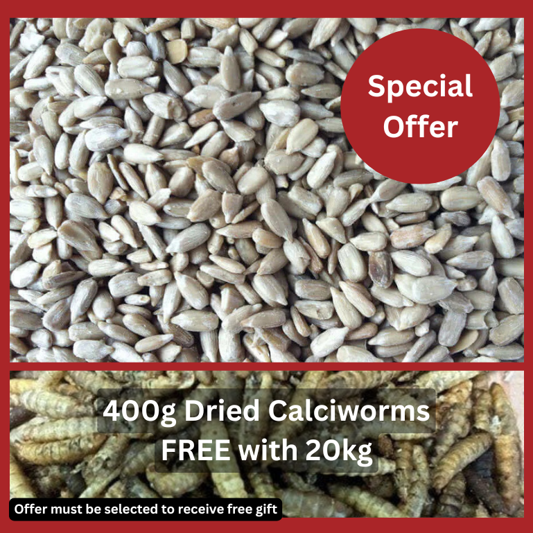 Sunflower Hearts for Birds – High-Energy, No-Mess Garden Feed - Haith's UK
