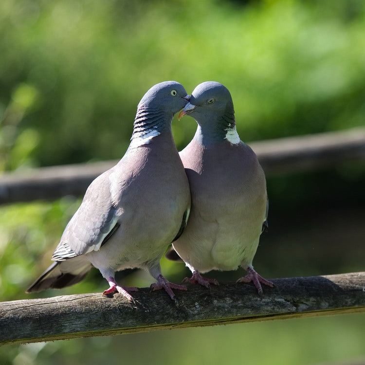 Top-Quality Pigeon Food - Haith's