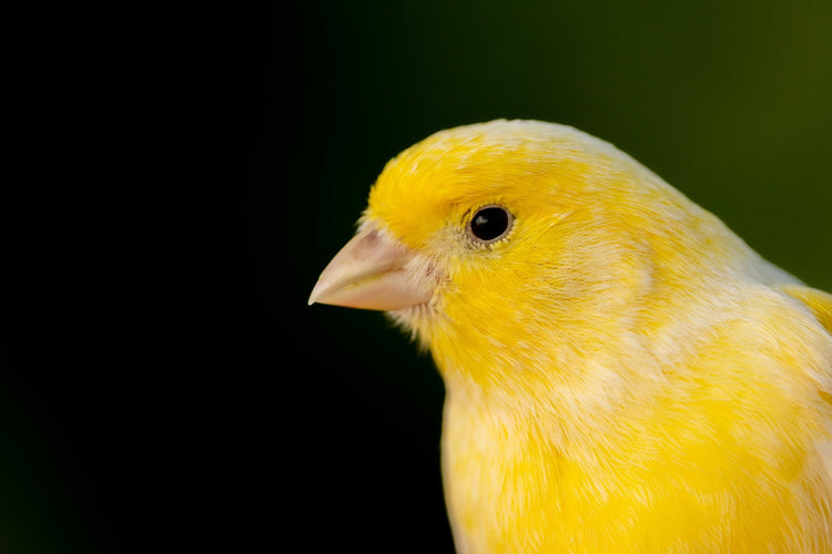 Type or Posture Canary Product - Haith's