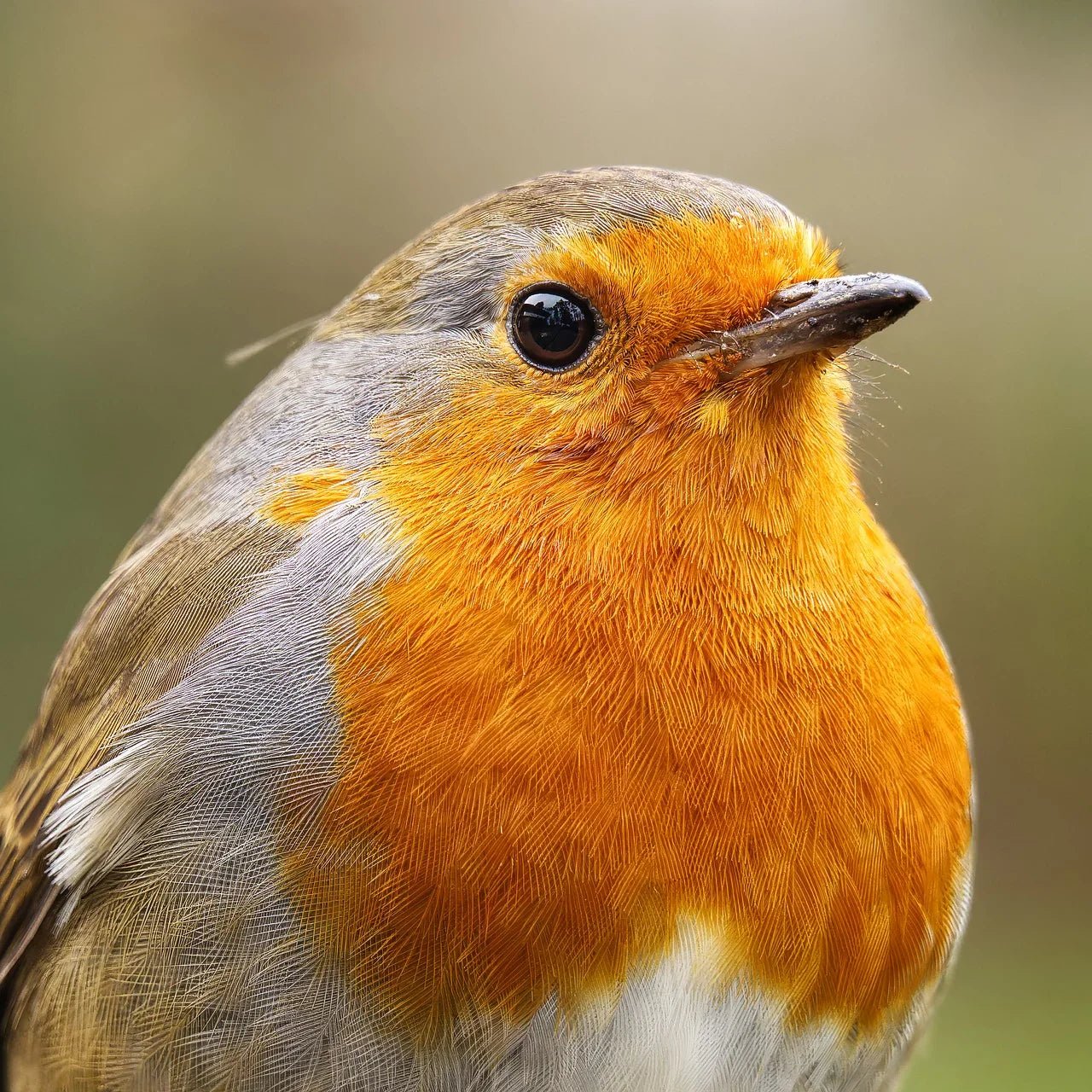 Up to 25% Off Winter Feeding Essentials - Haith's UK