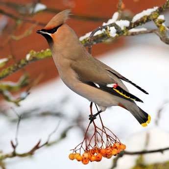 Waxwing Bird Foods - Haith's