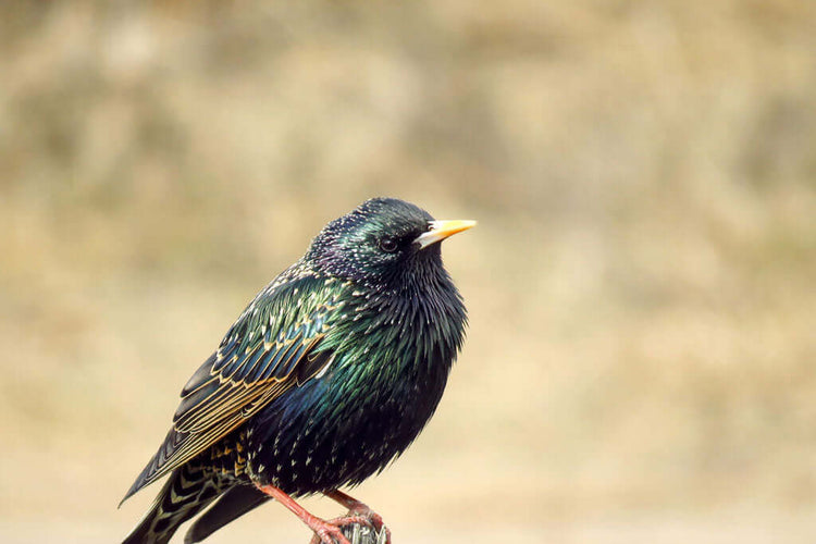 starling sat on a branch