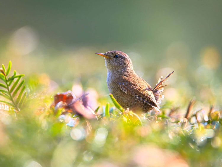 Wrens will eat Haiths granules, oatmeal & dried Mealworms