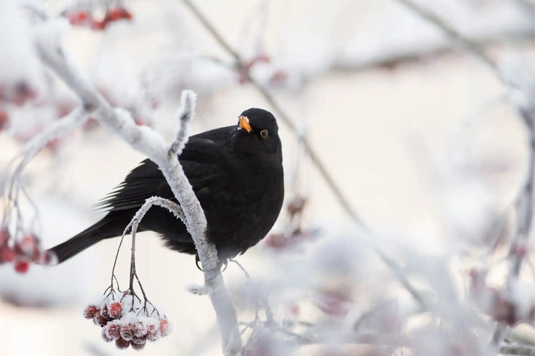 Wild Bird Food Collections - Haith's