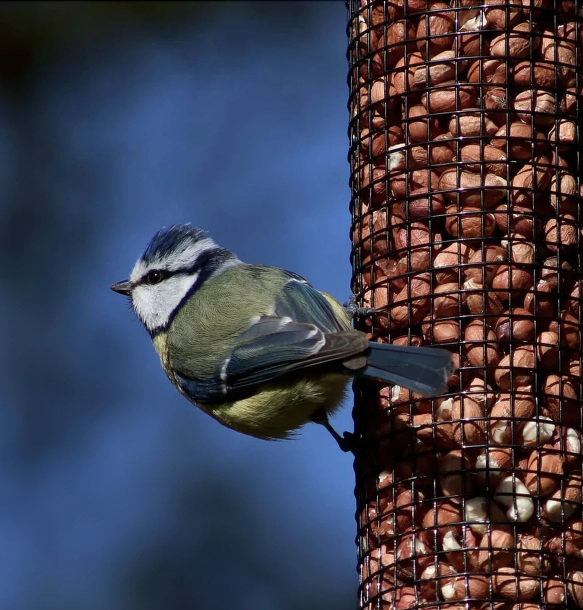 Blue tit in winter with Haith's premium peanuts and feeder