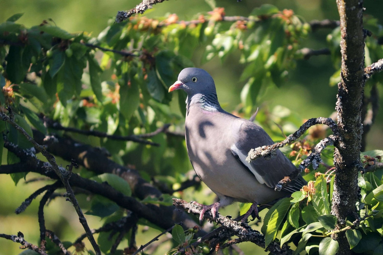 Woodpigeon sat in a tree during the spring & summer