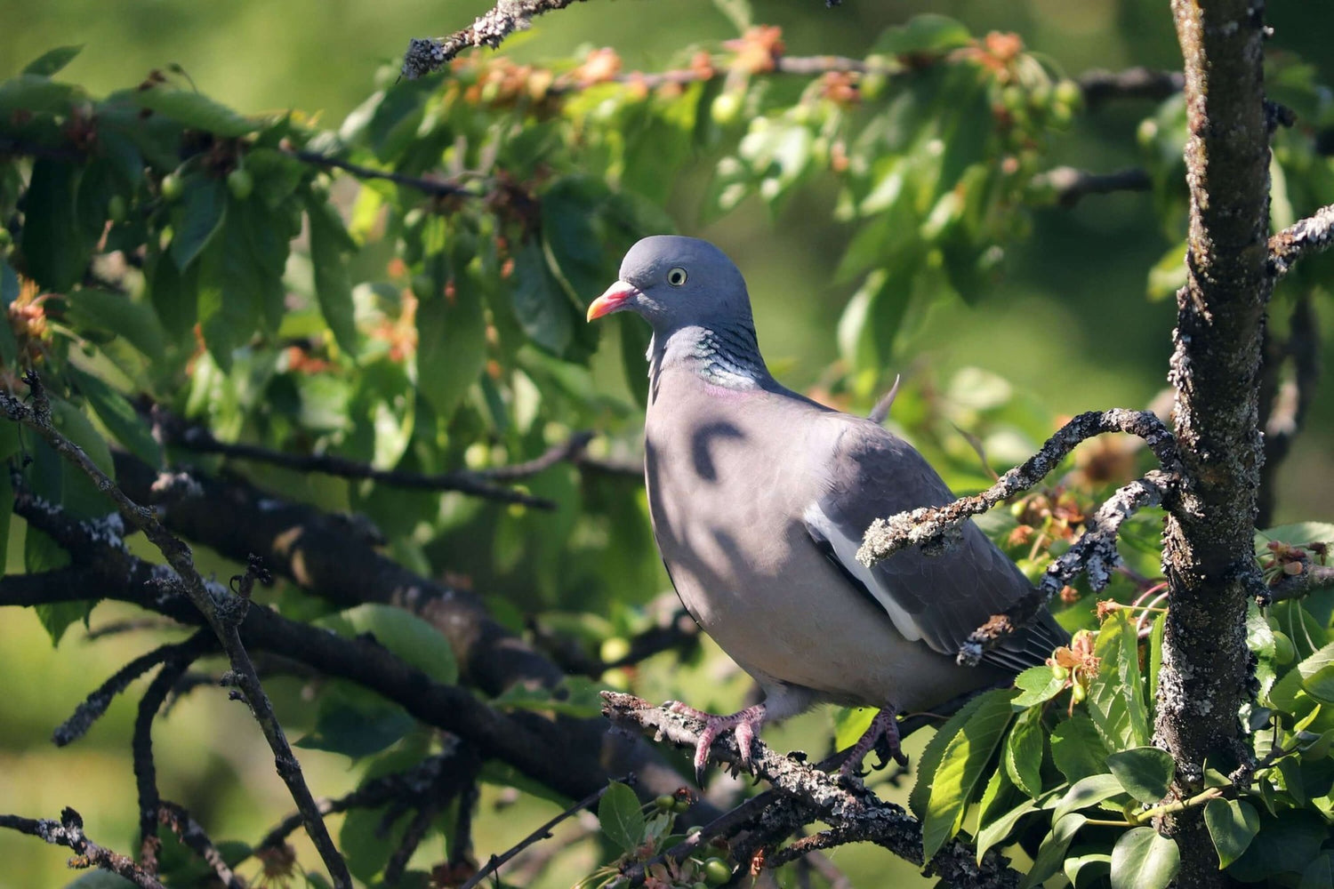 Woodpigeon sat in a tree during the spring & summer