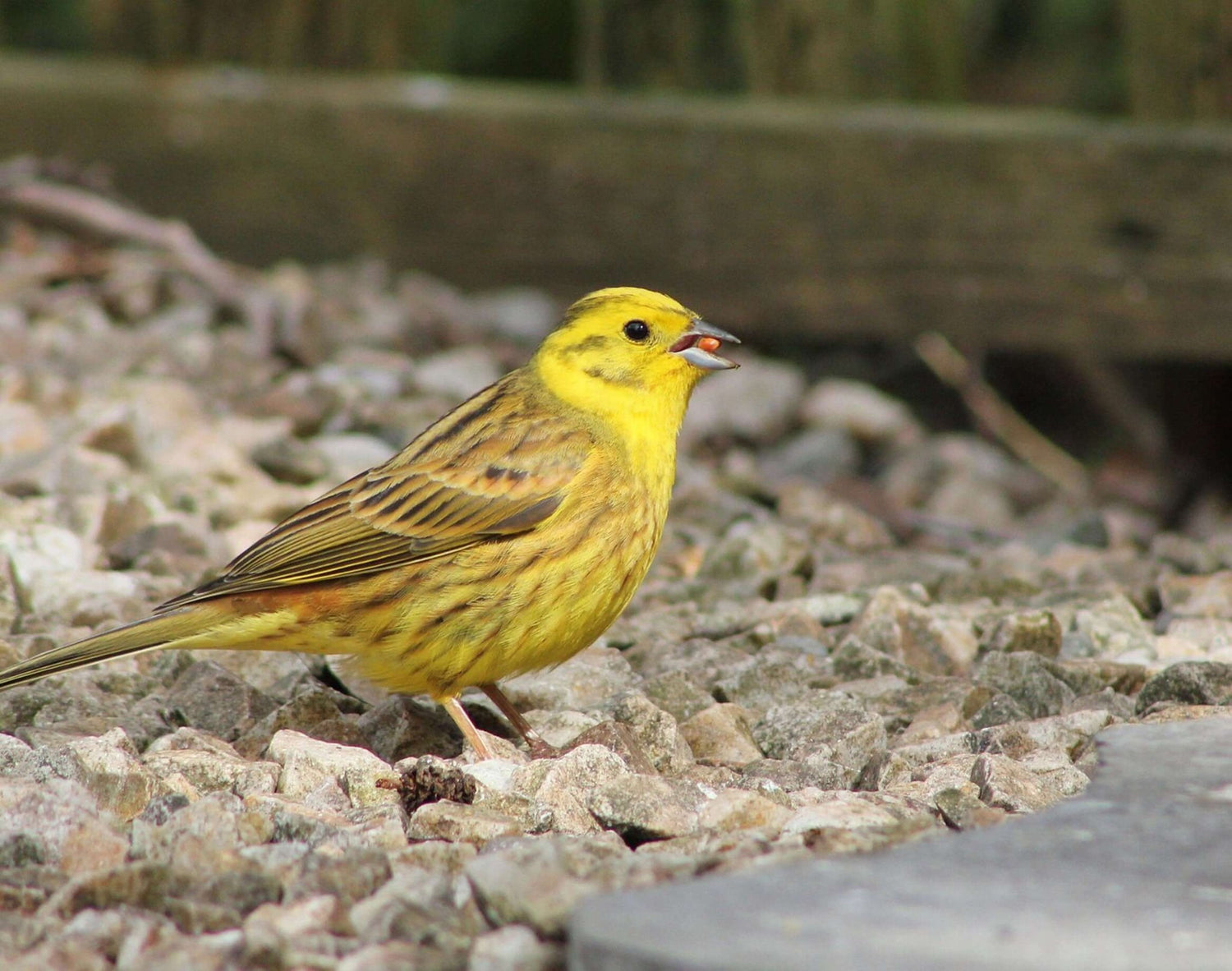 Yellowhammer on a gravel drive eating a peanut  - Haith's