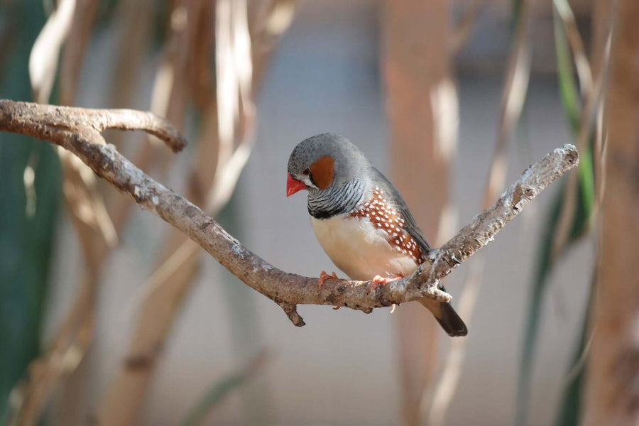 Zebra finches representing the zebra finch collection