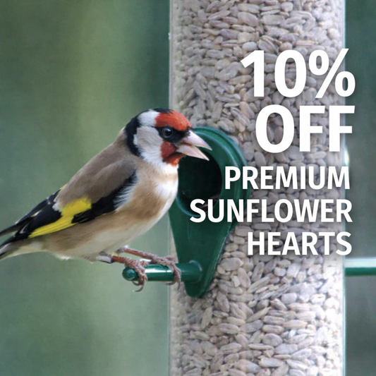 Sunflower Hearts - Premium Quality