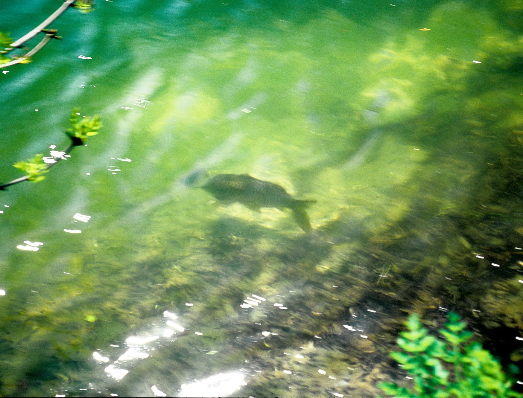 common carp on lake bed