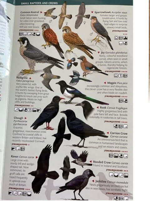 150 Birds You Need To Know Guide - Haith's