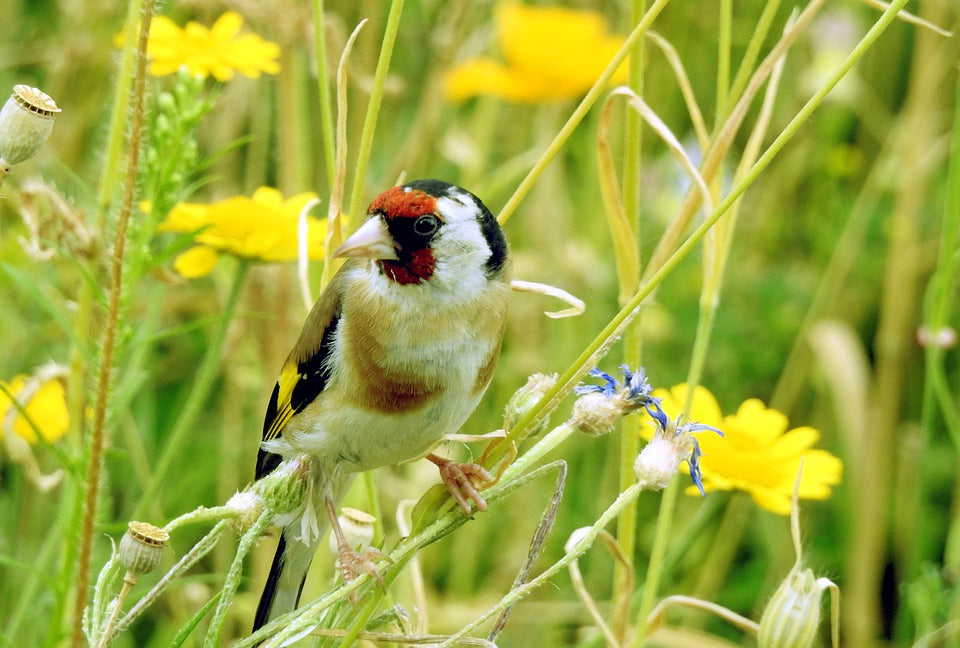 goldfinch sat amongst flowers