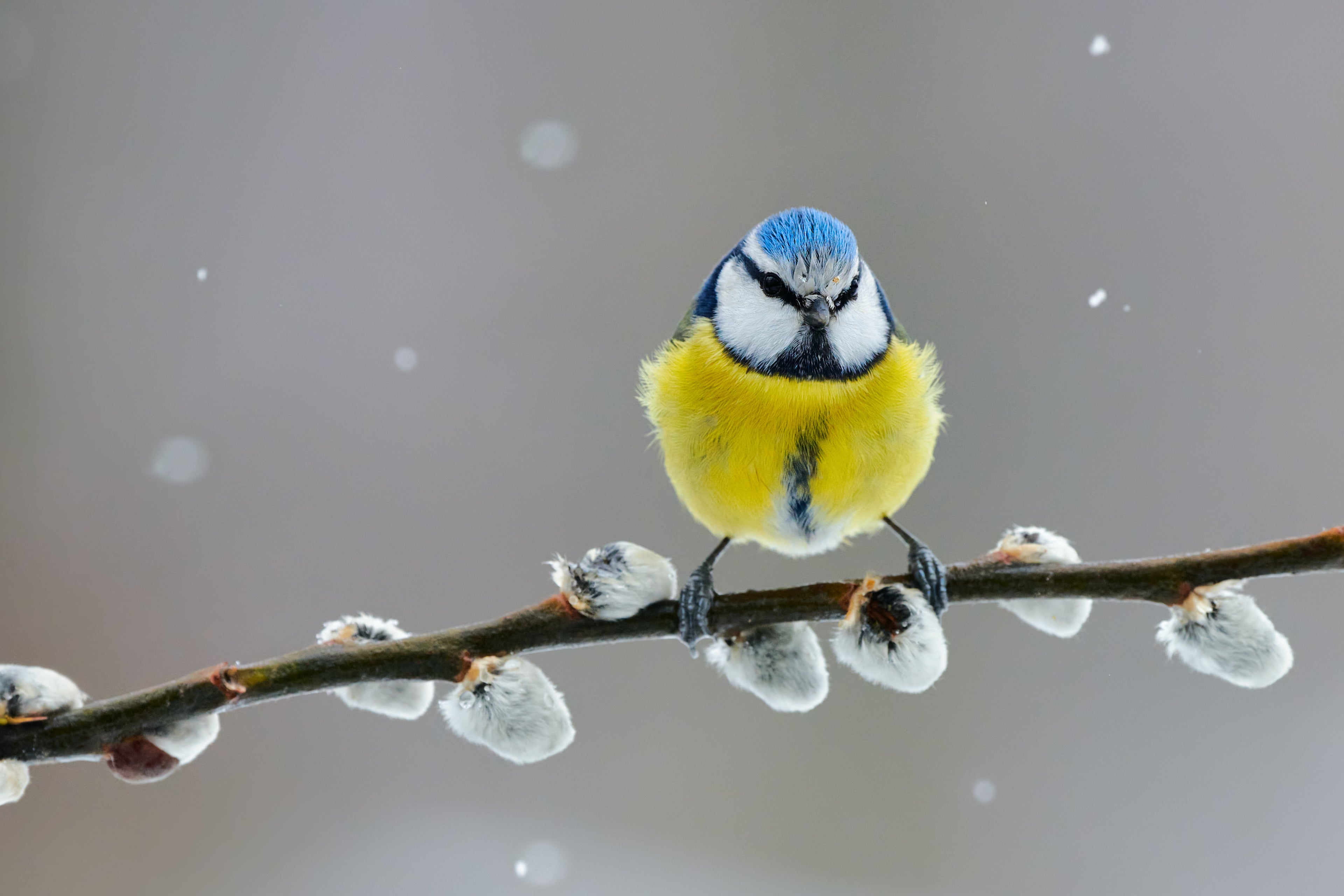 Make it a New Year resolution to feed the birds and help them make it through  to spring. The blue tit is stood on a branch in winter with light snow falling and is probably waiting for its turn on a bird feeder. 