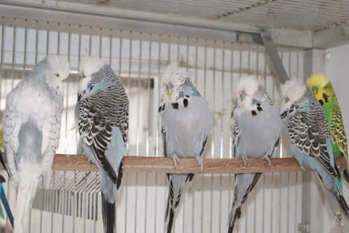 cage full of budgies