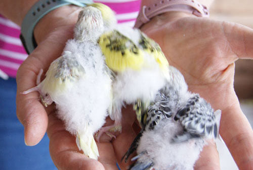 baby budgies held in a hand