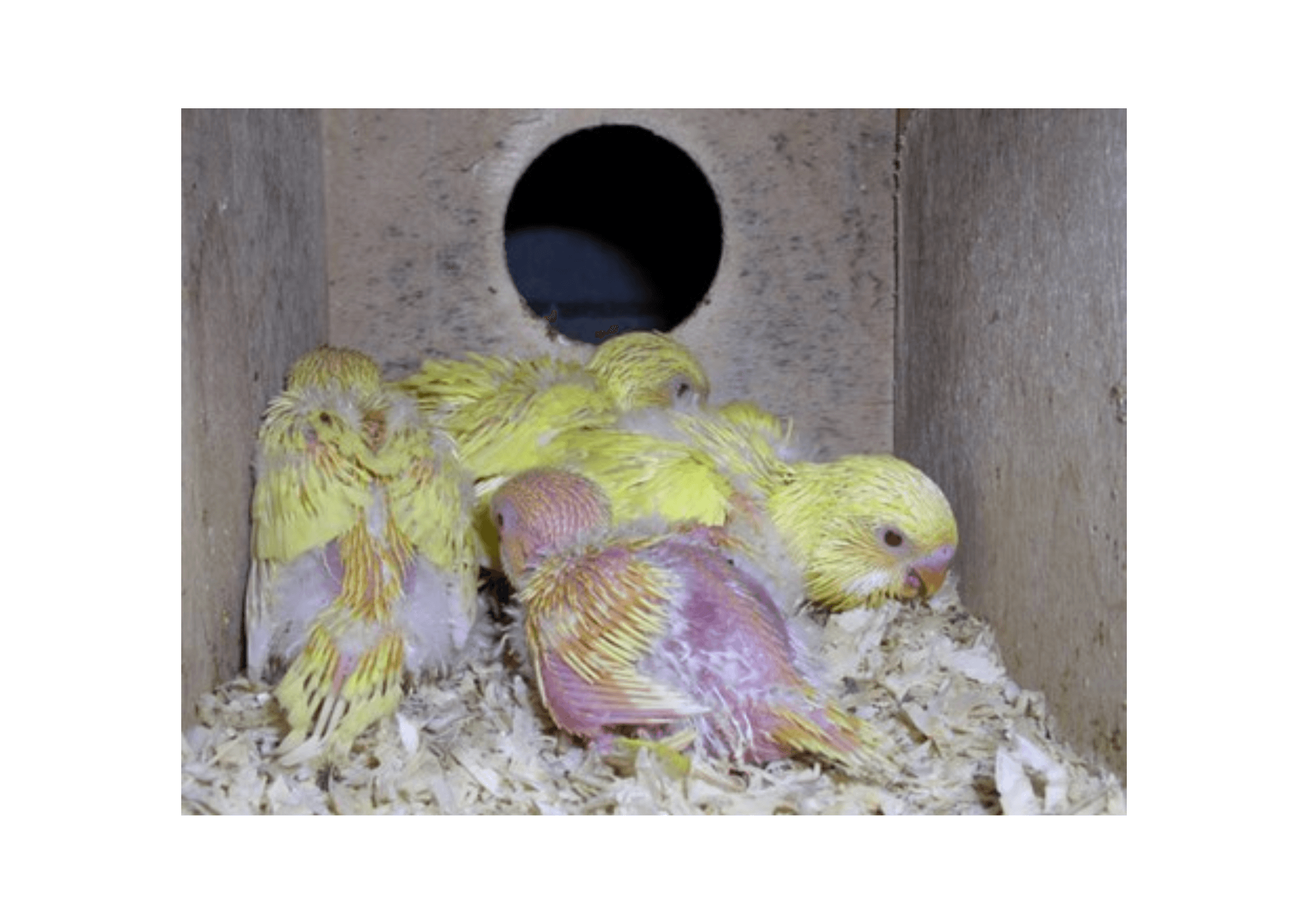 nest box of baby budgies