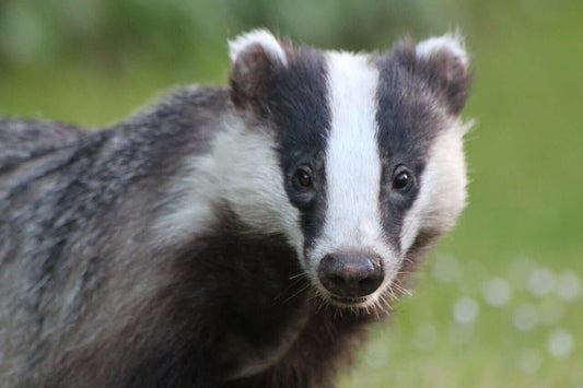 A striking badger - these beautiful mammals enjoy eating Haith's Badger Food.