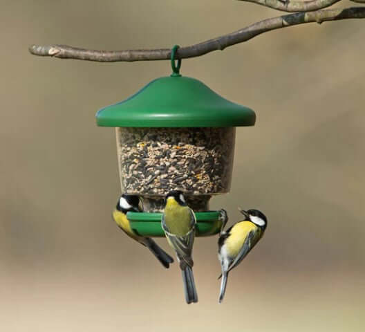 Green seed feeder filled with bird food. 