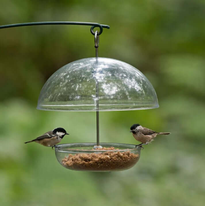 Two birds sat on a bird feeder for soft foods outside 